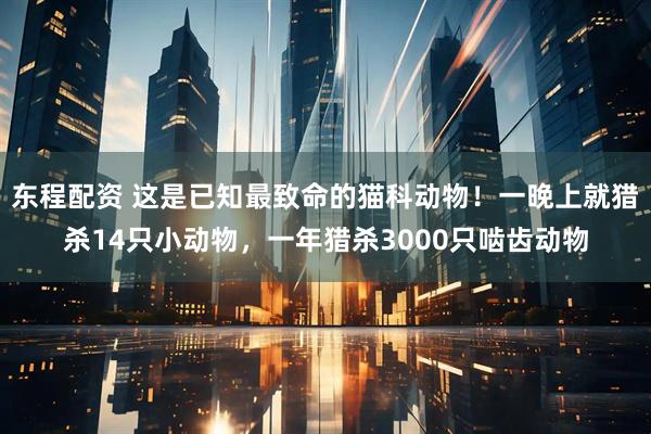 东程配资 这是已知最致命的猫科动物！一晚上就猎杀14只小动物，一年猎杀3000只啮齿动物